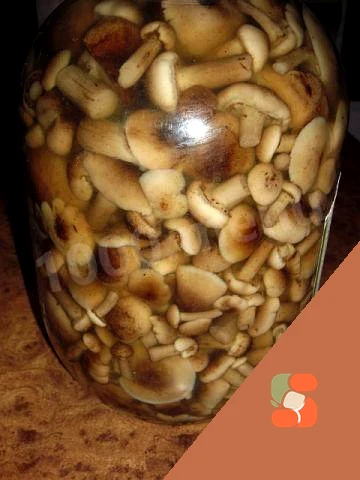 Быстрые маринованные грибы