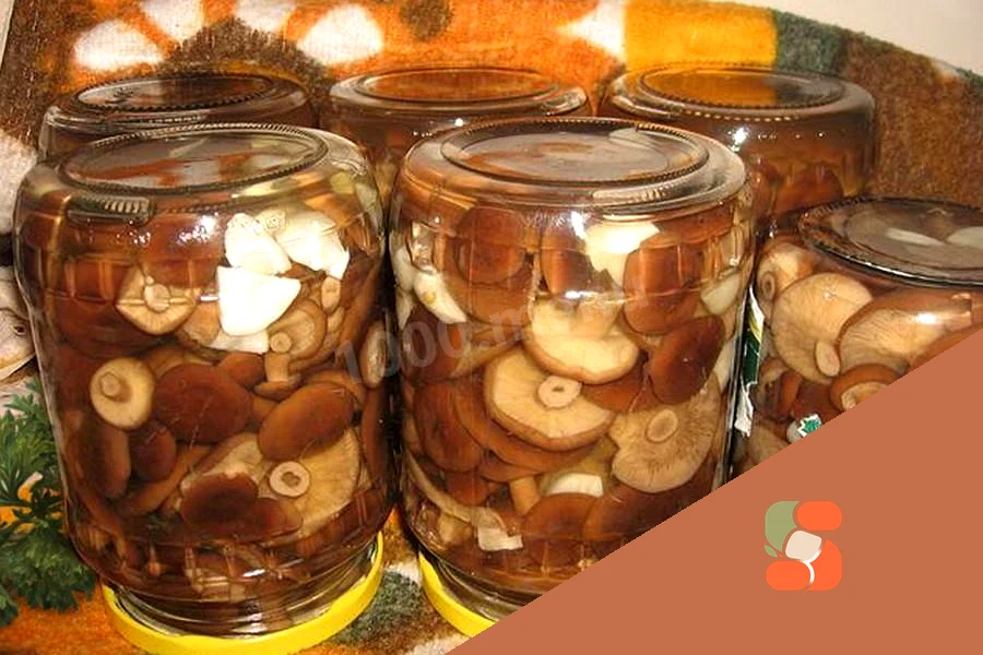 Как солить горькушки