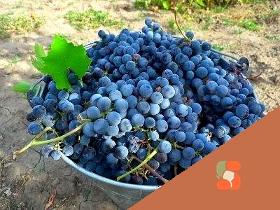 Виноградное вино (на базе рецептуры начала ХХ века)