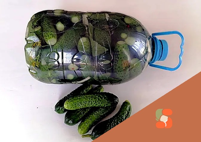 Огірки у пляшці (швидкий спосіб засолювання огірків на зиму)